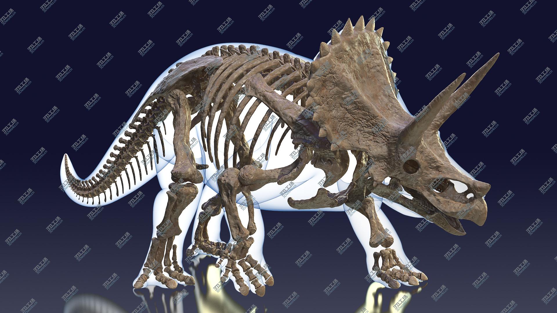 images/goods_img/202104093/Triceratops Fossil Walking Pose with Transparent Skin model/2.jpg